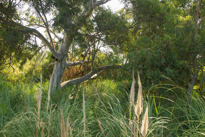 Trees growing in forest