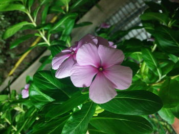 Close-up of pink flowering plant