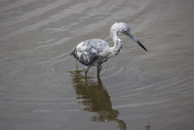 Bird in a lake