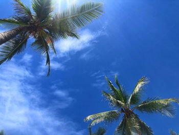 Low angle view of palm tree against blue sky