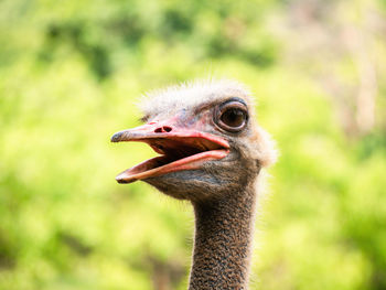 Close up ostrich head. wild birds portrait over blur green background.