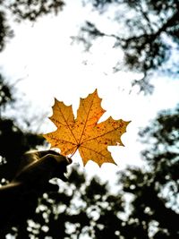 Close-up of maple leaf against sky