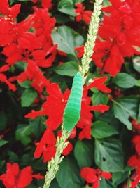 Close-up of red flowering plants