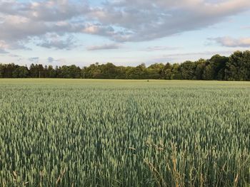 Scenic view of wheat field against sky