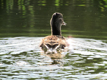 Duck swimming in lake