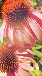 Close-up of pink flower