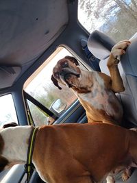 Close-up of dog in car