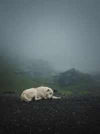 Big shepherd hound in romania carpathians, resting near the misty hills