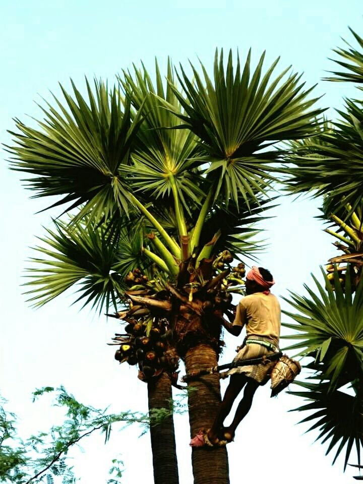 low angle view, palm tree, tree, clear sky, animal themes, animals in the wild, bird, leaf, growth, wildlife, nature, sky, branch, one animal, day, green color, coconut palm tree, tree trunk, full length, beauty in nature