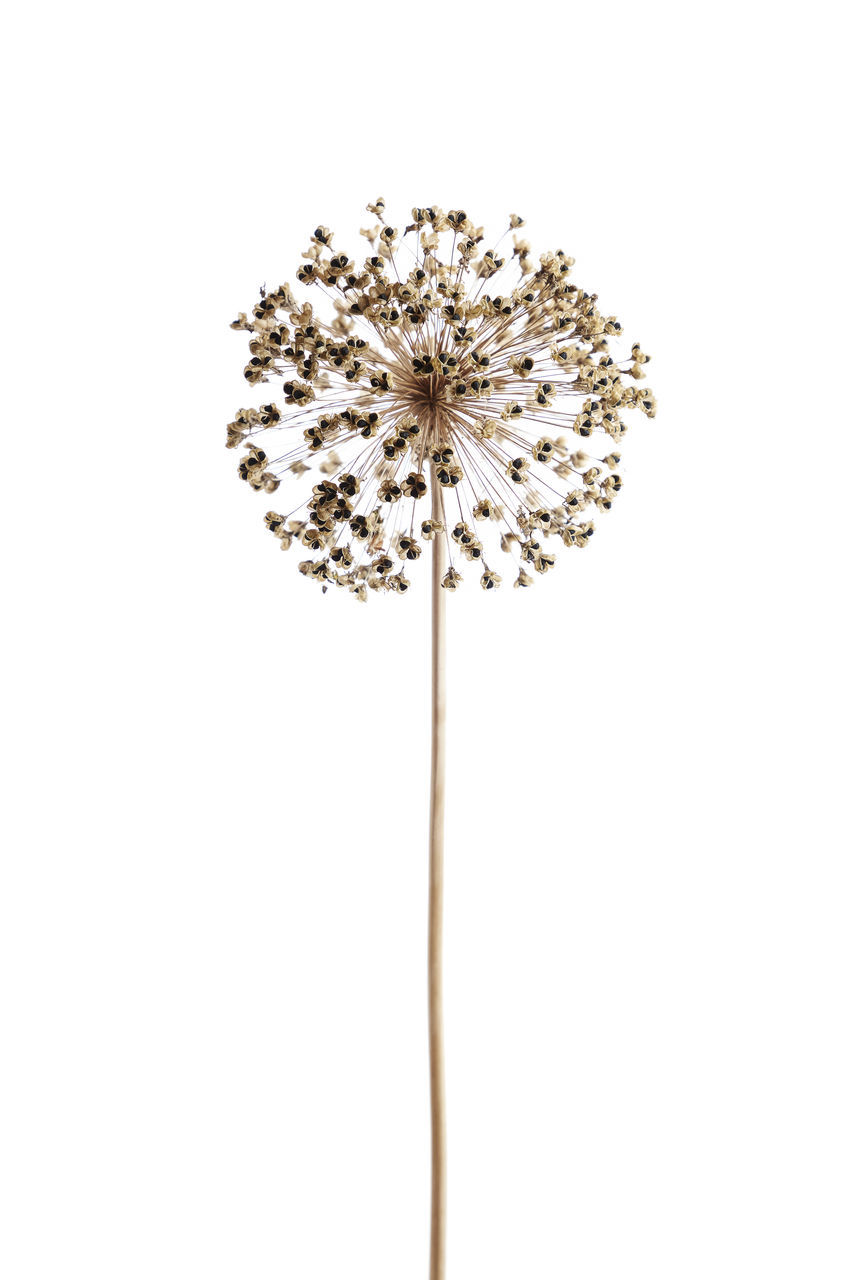 CLOSE-UP OF DANDELION ON WHITE SURFACE