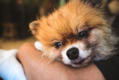 Close-up portrait of man with dog at home