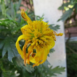 Close-up of yellow flower