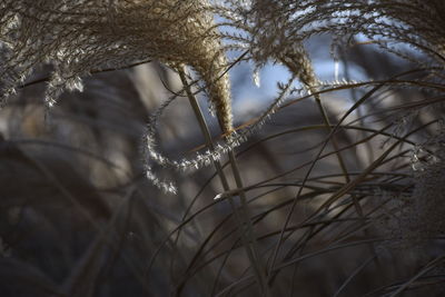 Close-up of bare tree during winter