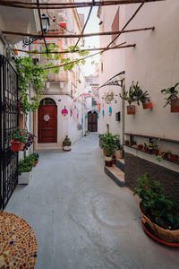 Potted plants on alley amidst buildings