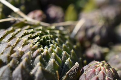 Close-up of fresh green plant