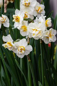 Close-up of white daffodil flowers