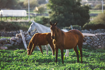 horse