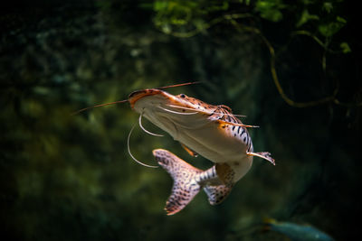 Close-up of catfish swimming in water