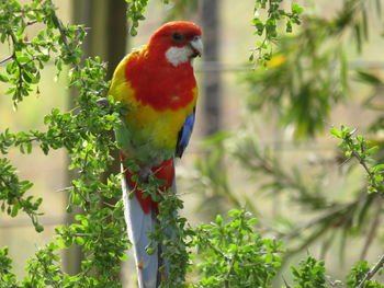 Parrot perching on a branch, australia 