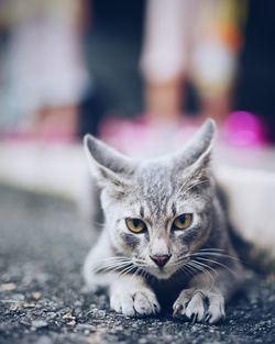 Close-up portrait of cat