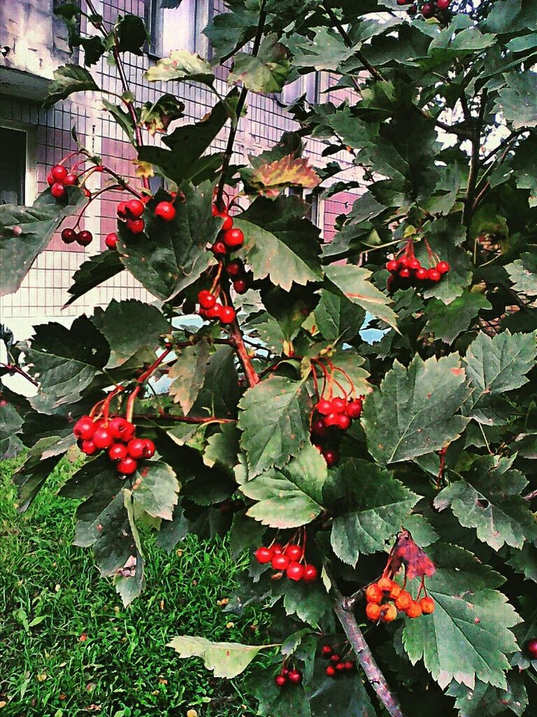 leaf, red, growth, plant, flower, freshness, nature, branch, beauty in nature, green color, fragility, tree, day, growing, outdoors, no people, building exterior, built structure, hanging, close-up