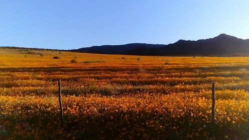 Scenic view of landscape against clear sky