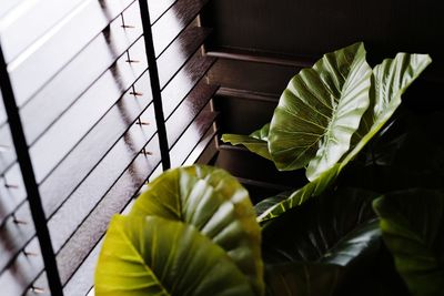 High angle view of leaves on plant