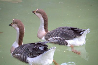 Close-up of swan swimming in lake