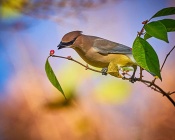 Close-up of bird perching on plant