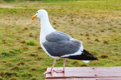 Close-up of seagull perching on a field