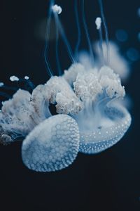 Jellyfish swimming in sea