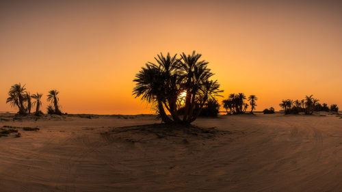 Silhouette palm trees on desert against sky during sunset