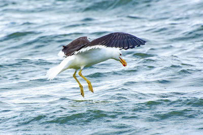 Bird flying over sea