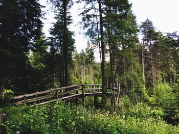 Low angle view of trees