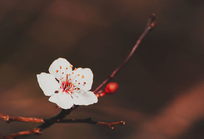 Close-up of cherry blossom