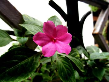 Close-up of pink flowers