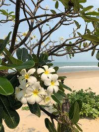 Close-up of frangipani blooming on tree against sky