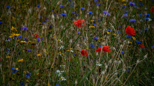 Close-up of poppy flowers in field