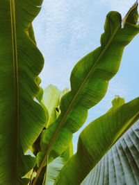 Low angle view of green leaves