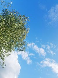 Low angle view of tree against blue sky