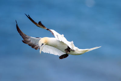 Low angle view of seagull flying