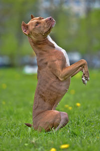 Close-up of a dog on field