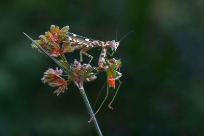 Close-up of insect on flower