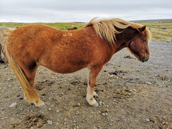 Horse standing in a field