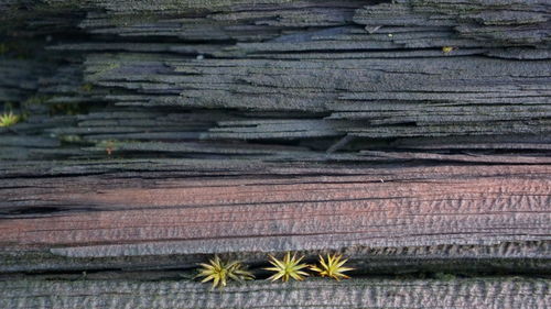 High angle view of plants growing on damaged wooden plank