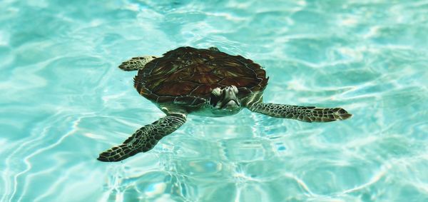 Turtle swimming in sea