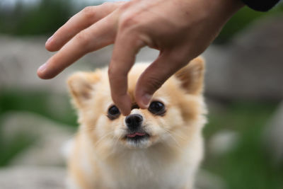 Close-up of q dog staring at a dog treat / bisquit 