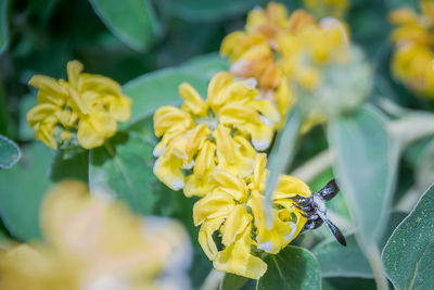 Close-up of insect on yellow flower