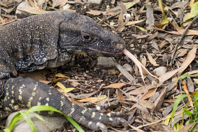 Close-up of lizard