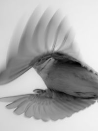 Close-up of bird against white background